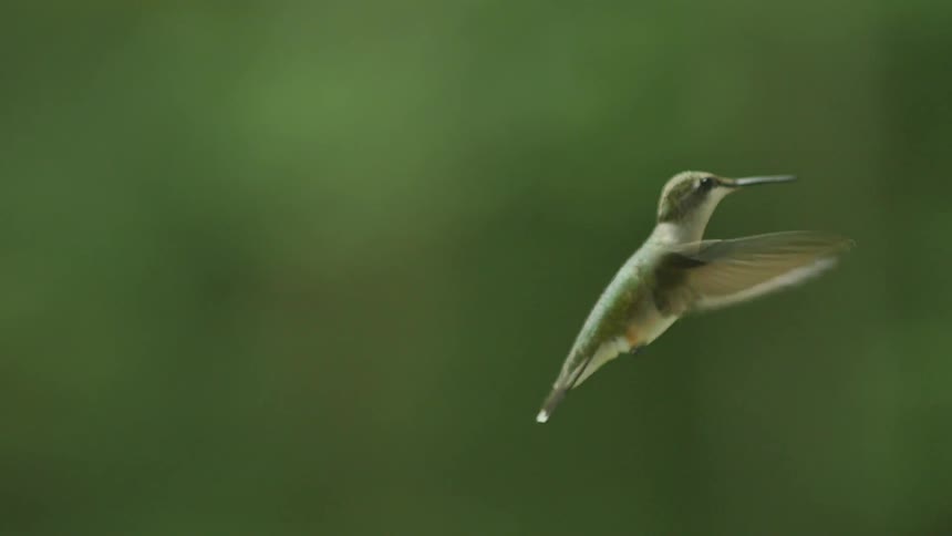 A hummingbird