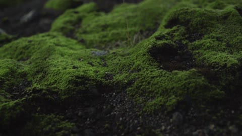 Mossy rocks on a mountain top