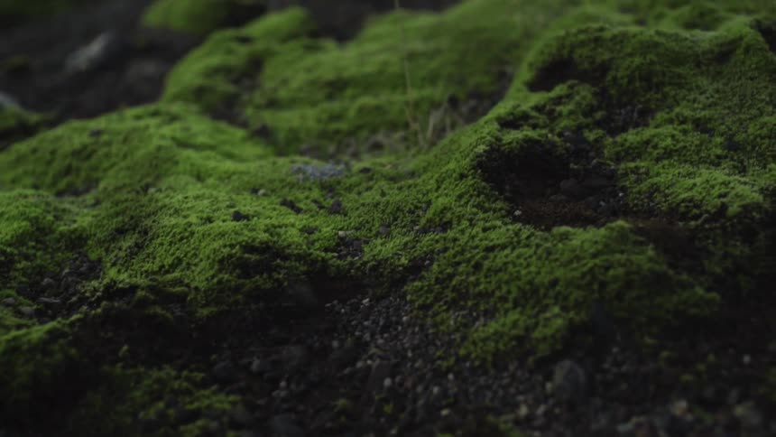 Mossy rocks on a mountain top