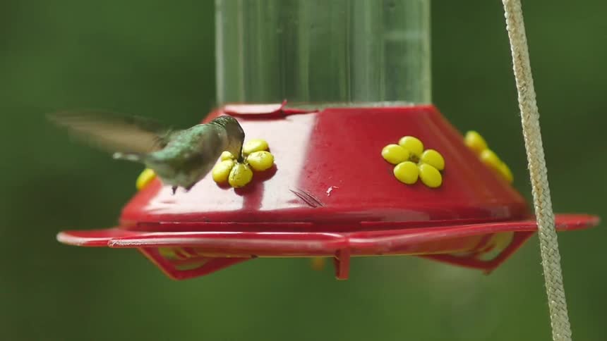 Hummingbirds drink from a feeder