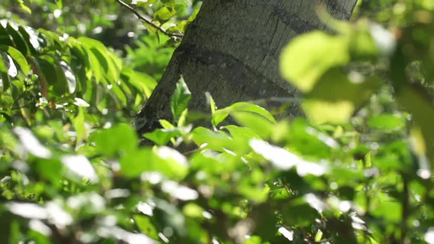 Leaves blowing in the wind next to tree trunk