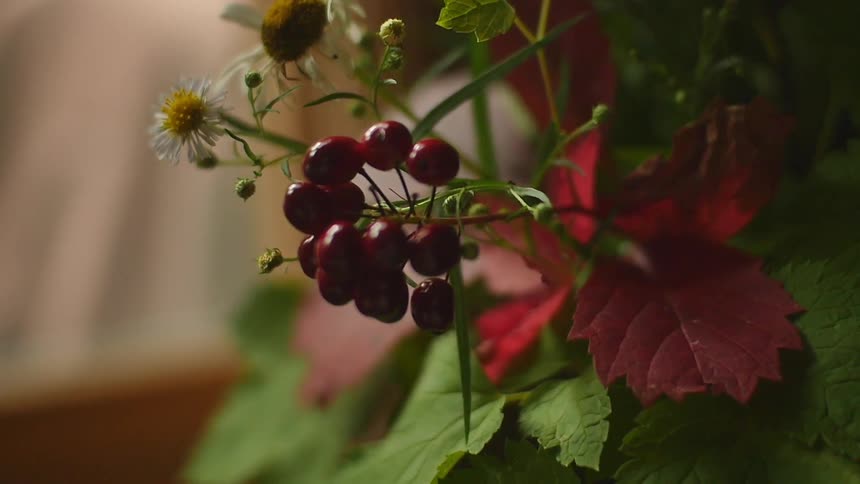Berries on a plant