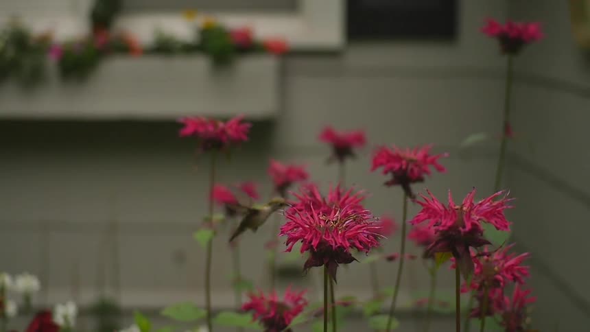 A hummingbird comes to feed on pink flowers