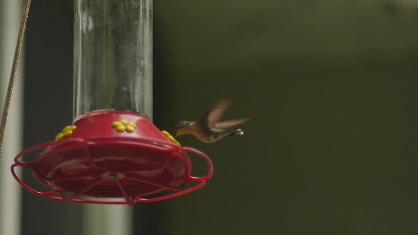 A hummingbird at a feeder
