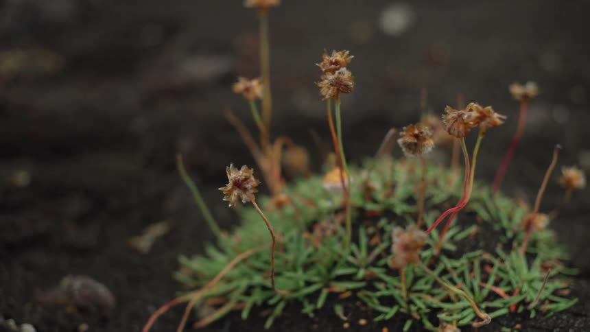 A close up view of a plant in the ground