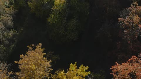 Two people walking on a path underneath a tree