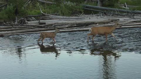 A mom and fawn cross a shallow river