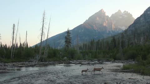 Two deer cross a river in the forest