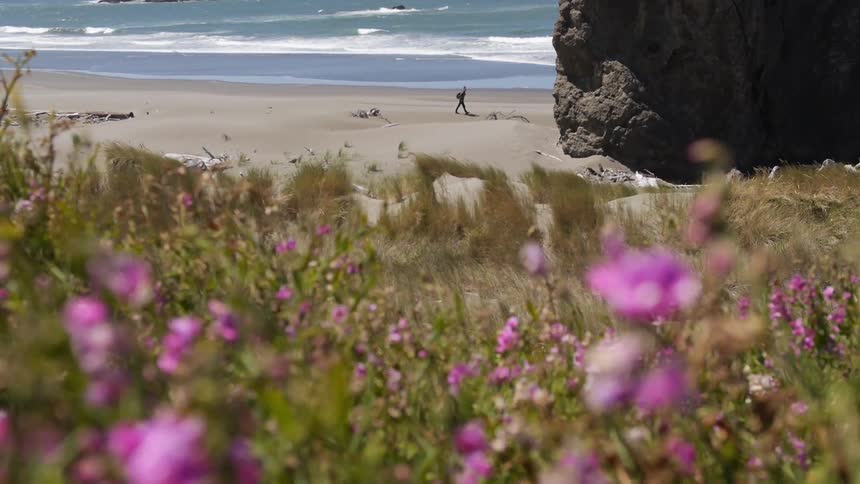 Flowers  blow in the wind on a beach