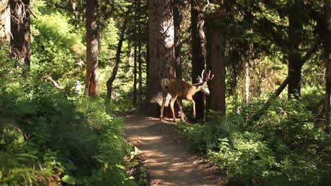 A couple of deer on a forest trail before heading into the trees