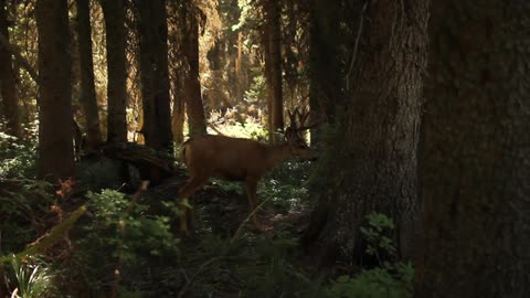 Two deer with antlers in a forest setting during the day