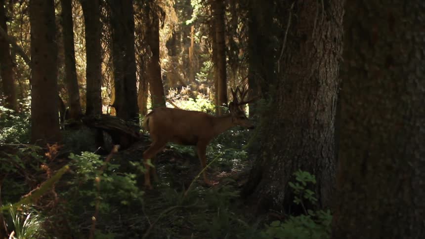 Two deer with antlers in a forest setting during the day