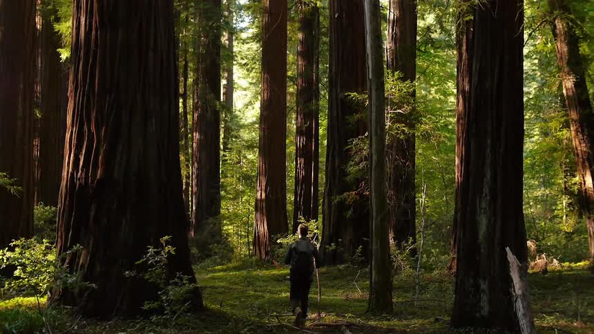 Trees tower over a hiker in the woods