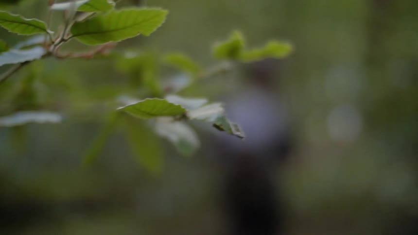 A man walks through the forest and disturbs a branch
