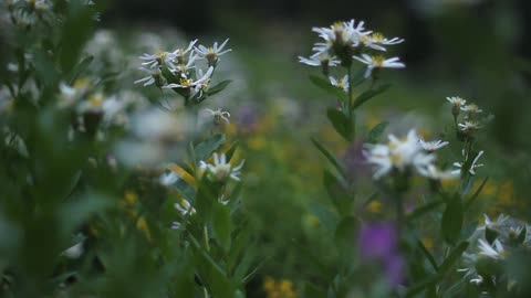 Wild flowers in a field at day time