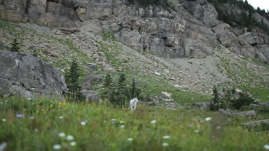 Grass and flowers at the foot of a mountain