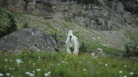 Mountain goat standing in a grassy area looking around before walking away as other follow