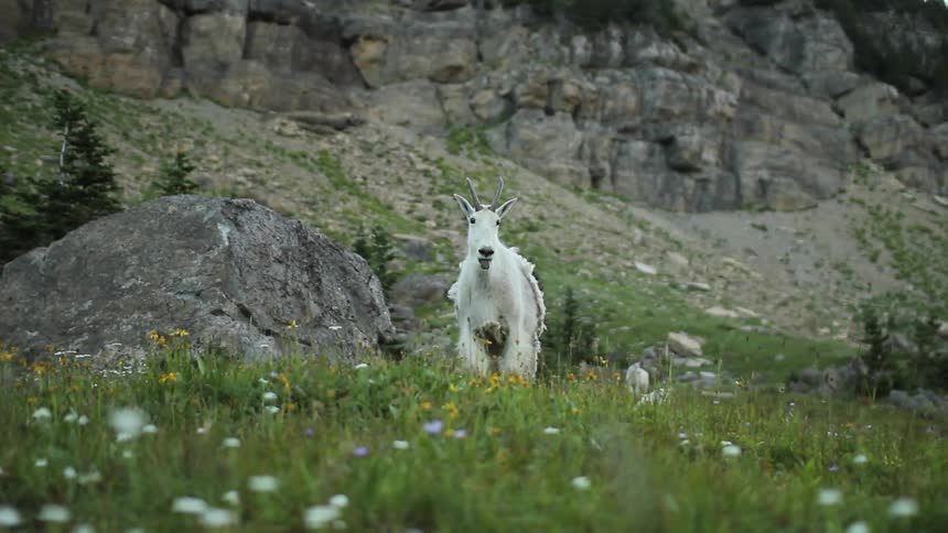 Mountain goat standing in a grassy area looking around before walking away as other follow