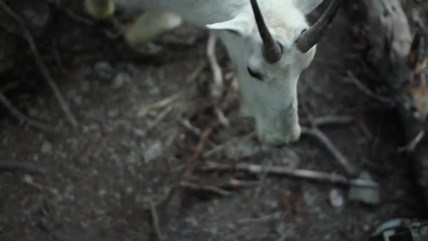 A goat eating in the forest