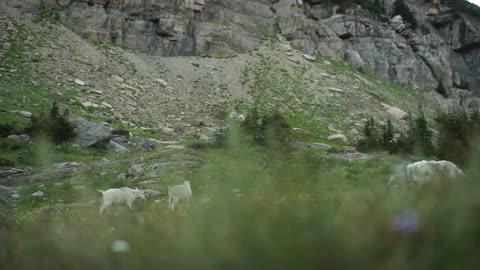 Three goats walking on a mountainous pasture