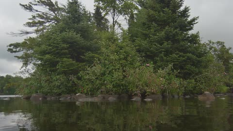 An area of trees in a lake