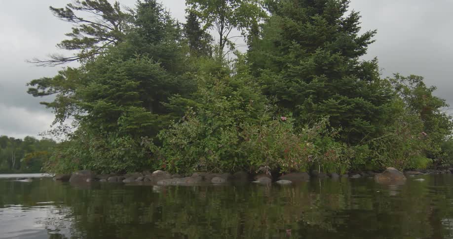 An area of trees in a lake