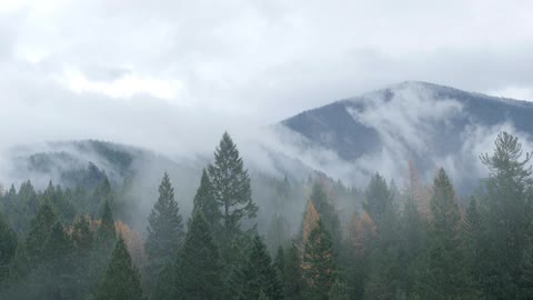 Wispy clouds blowing between mountain peaks on a cloudy day with tall evergreens in the foreground