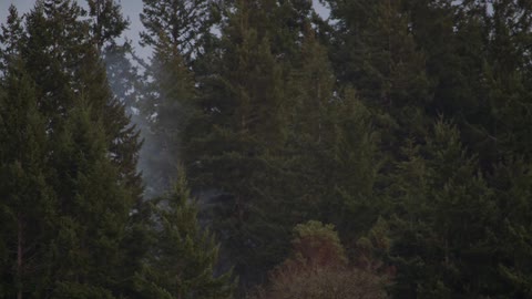 Fog is creeping through the trees