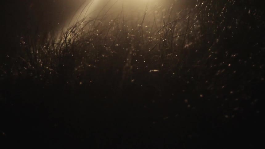A light shines through the field at night