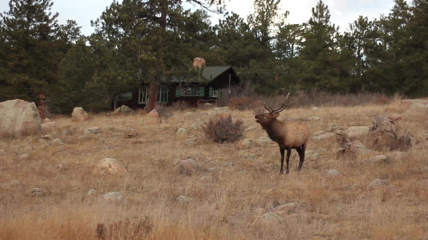 A male elk standing and calling in a dry field