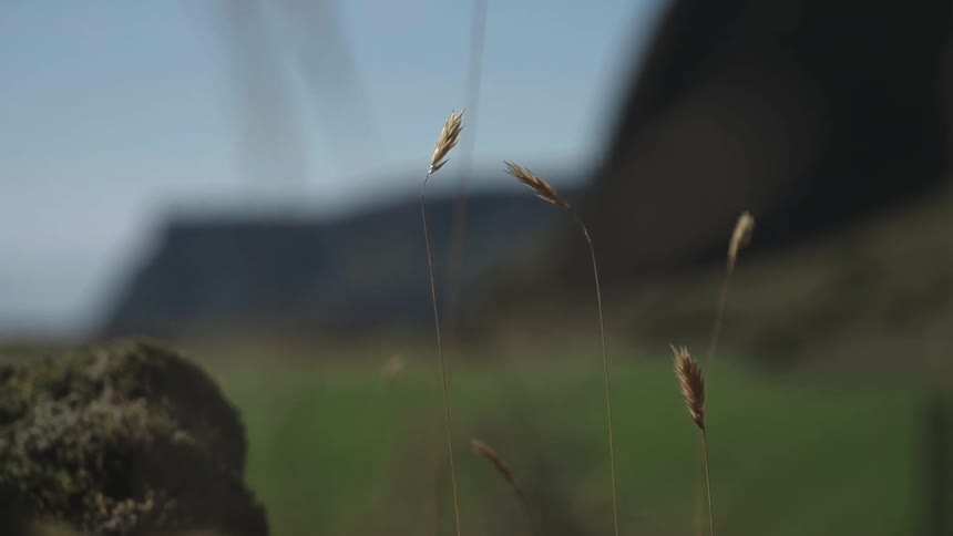 Tall grass sways in the breeze