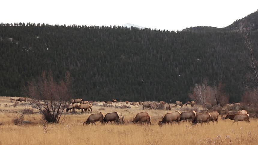 A herd of animals in a yellow field