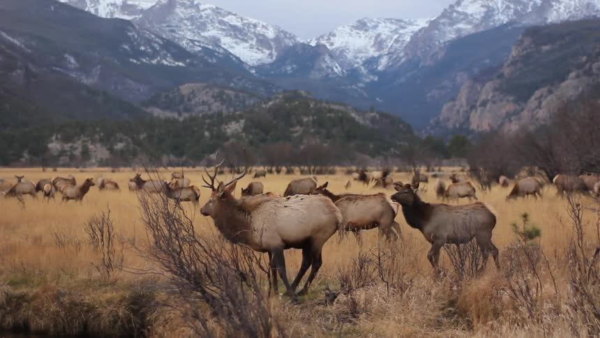 Elk gather in a grassy field