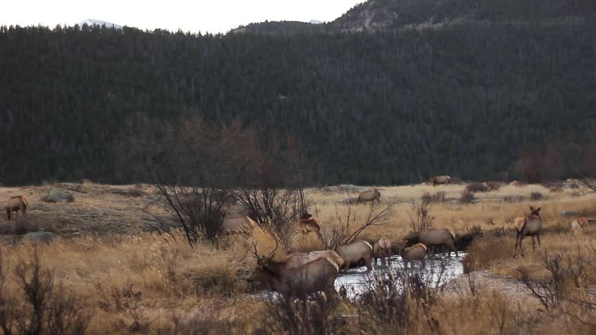 Deer grazing and drinking from a water hole
