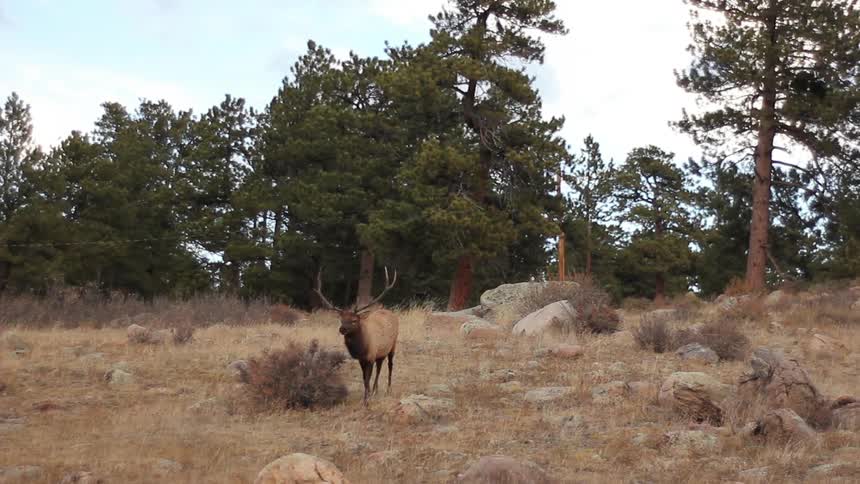 An elk with large antlers walks through the brown grass with trees behind him
