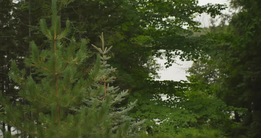 Trees grow in the woods