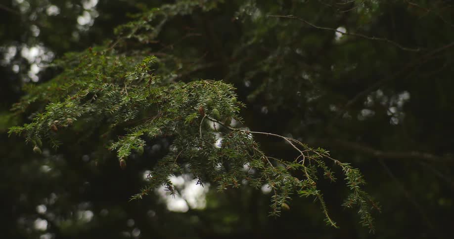 A branch sways in the wind on a sunny day