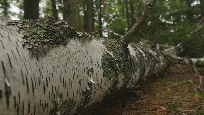 A fallen tree in the middle of the forest