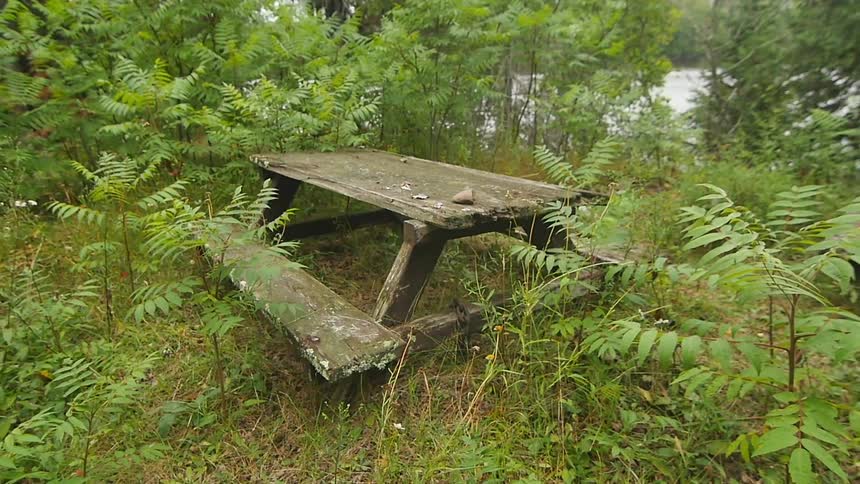 An old weathered picnic table sits among overgrown weeds and trees