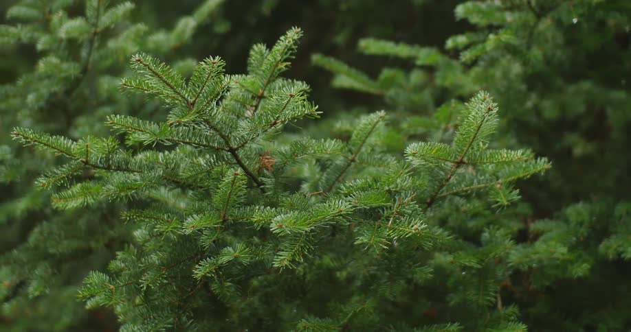 Close up of the needles in the branches of a pine