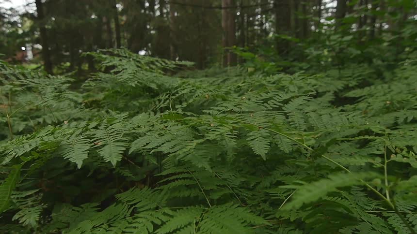 Ferns grow in the forest