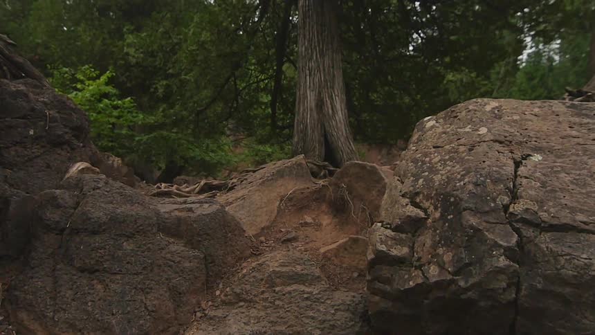 Large tree in a densely wooded area
