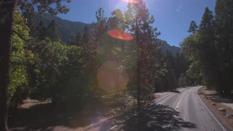 A road runs through a forest