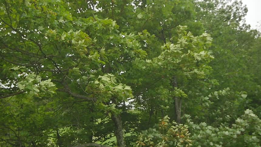 Close up of tree branches blowing in the breeze