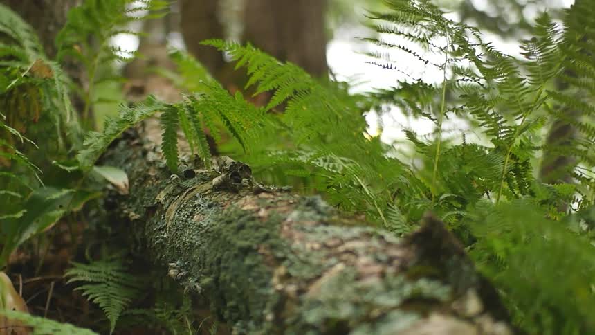 Tree root with ferns next to it