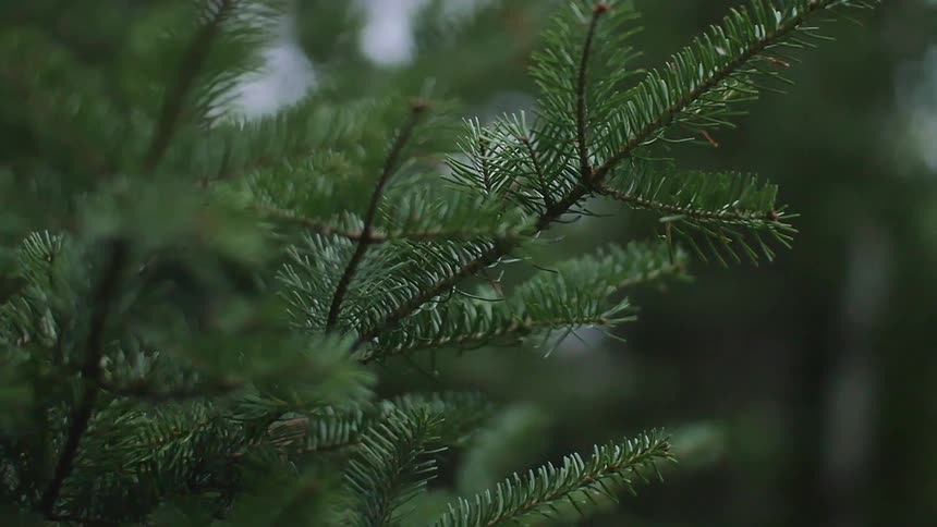 Pine tree branch