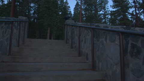 Steps near a forest