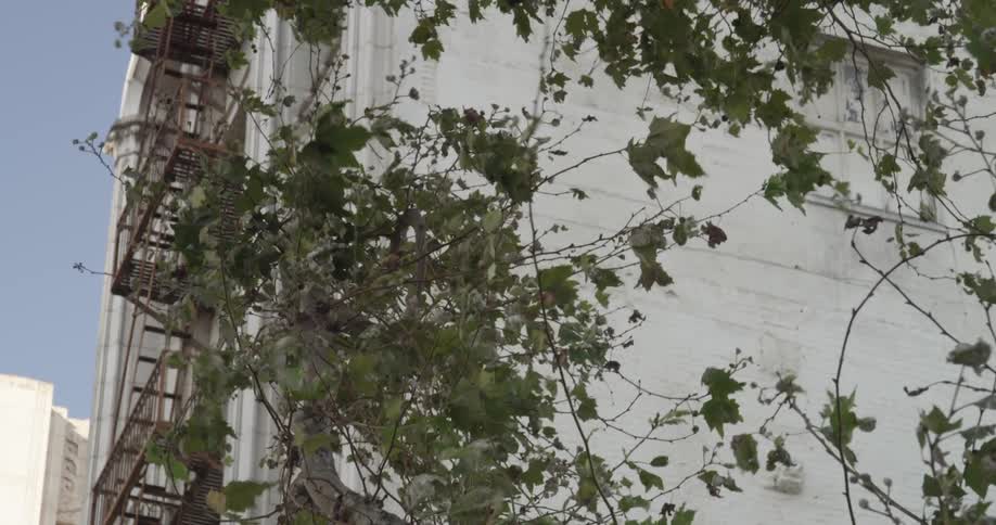 Leaves moving in the wind next to a white building