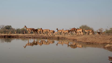 Herd of deer walking near a watering hole in the wild
