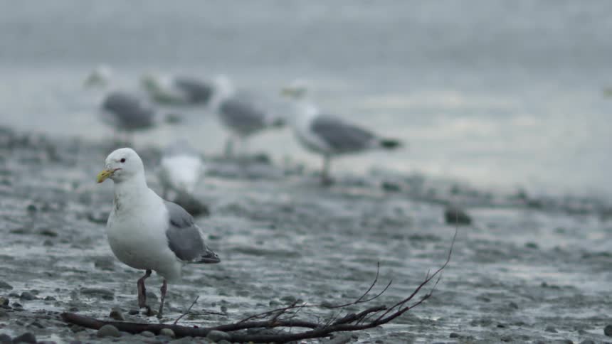 Birds are gathering on the shore to eat